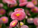 Common Daisy